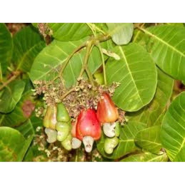 Anacardium Occidentale Cashew, Kaju - Seeds (1kg)